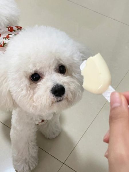 可愛狗狗名字(還是叫小奶酪好呢)