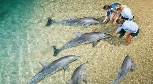 翡翠島玩什么？ 海水湛藍，海豚相伴！