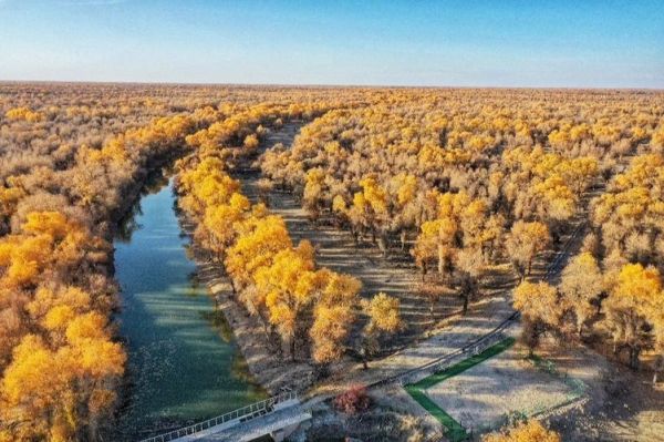 輪臺(tái)胡楊林公園天氣預(yù)報(bào)(最佳觀賞時(shí)間是啥時(shí)候)