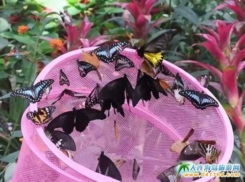 旅順蝴蝶園(你會(huì)選擇和誰一起去)