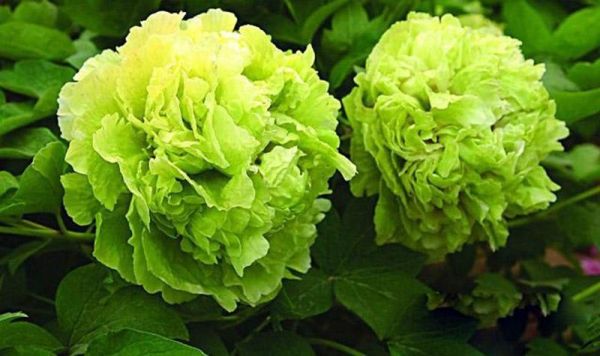 柏鄉(xiāng)漢牡丹園( 能看到哪些古代文物)