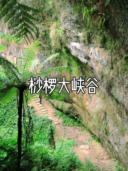 桫欏峽谷(你去探險了嗎)