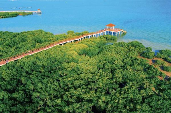 湛江紅樹(shù)林(有什么獨(dú)特之處)