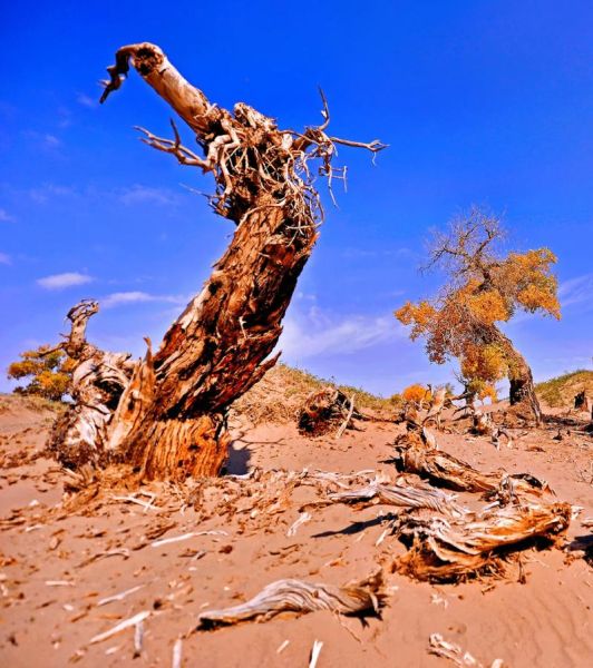 額濟(jì)納旗胡楊林(還是生命的絕唱)