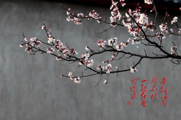 滿園春色關不住一枝紅杏出墻來(是自信還是叛逆)