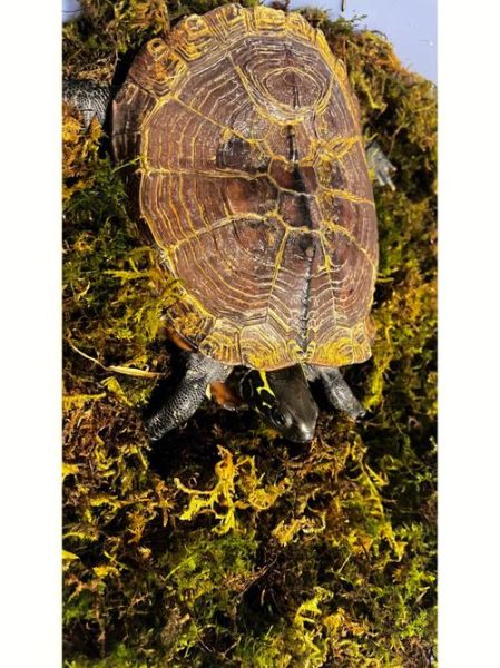 烏龜?shù)纳瞽h(huán)境(它們會(huì)躲起來(lái)嗎)