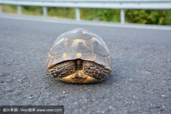烏龜?shù)纳瞽h(huán)境(它們會(huì)躲起來(lái)嗎)