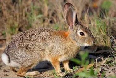 兔子生活習(xí)性(是因?yàn)樗鼈兣聼釂?