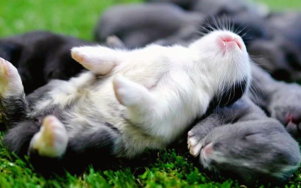 兔子的生活習性和特點(它們的睡覺姿勢有什么特點)