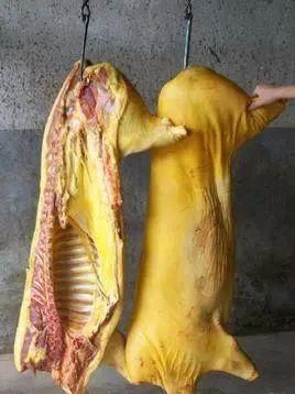 向往的生活豬(為何都對豬肉如此癡迷)