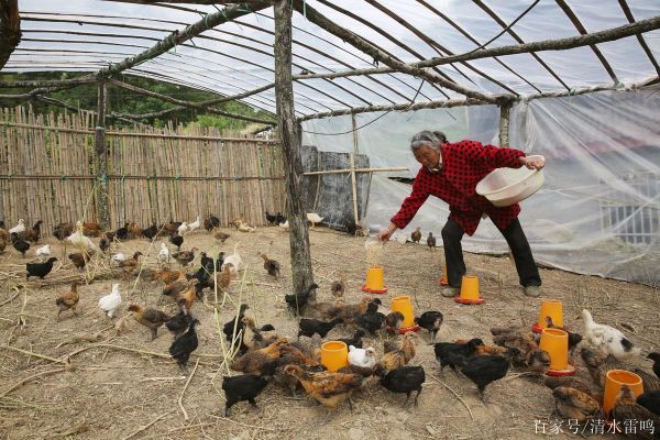 山村養(yǎng)殖戶的悠閑生活(是怎樣度過(guò)的)