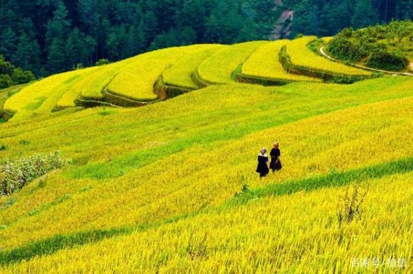 悠然田園生活( 怎樣才能在田園生活中收獲幸福)