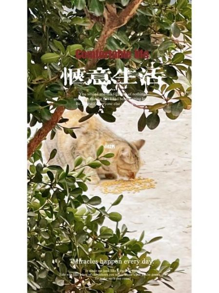 生活愜意是什么意思(怎樣才能找到屬于自己的愜意)