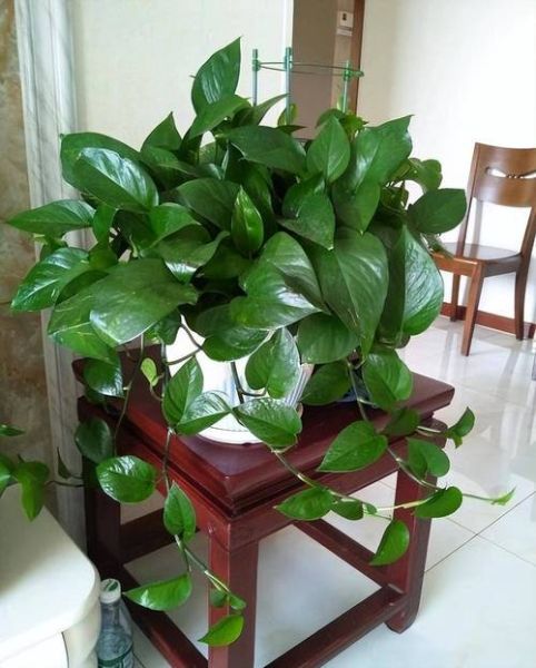 綠蘿的生活環(huán)境(冬天怎么養(yǎng)才能讓它安全過(guò)冬)