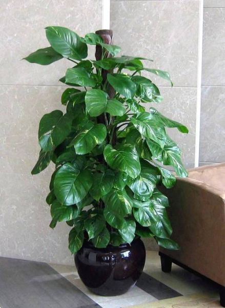 綠蘿的生活環(huán)境(冬天怎么養(yǎng)才能讓它安全過(guò)冬)