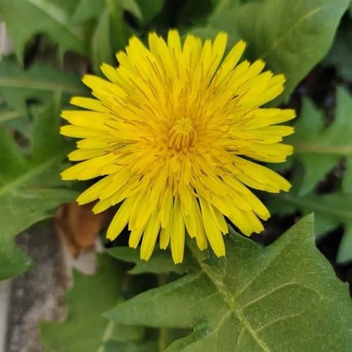 蒲公英的生活環(huán)境(它在什么地方才能生長(zhǎng))