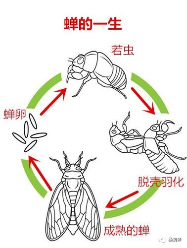 蟬的生活習(xí)性(  它們的一生都在干什么)