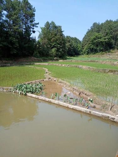 表達在農(nóng)村生活的說說(田園牧歌還是自給自足)