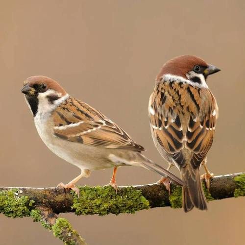 麻雀生活環(huán)境(它們是不會(huì)走路的鳥(niǎo)嗎)